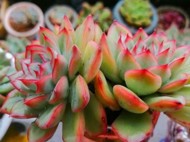 LD乐动 乐动体育多肉控养才能肥美、出状态?这句话“欺骗”太多人难怪总收空盆(图11) LD乐动 乐动体育多肉控养才能肥美、出状态?这句话“欺骗”太多人难怪总收空盆(图11)