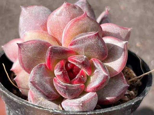 LD乐动 乐动体育多肉控养才能肥美、出状态?这句话“欺骗”太多人难怪总收空盆(图13) LD乐动 乐动体育多肉控养才能肥美、出状态?这句话“欺骗”太多人难怪总收空盆(图13)