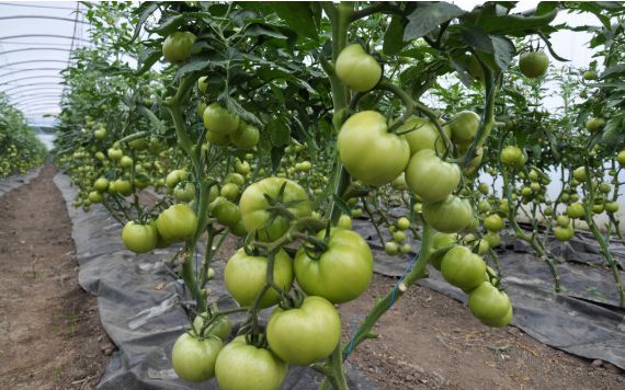 LD乐动体育西红柿苗期怎样控旺?哪些控旺方法比较好?(图2) LD乐动体育西红柿苗期怎样控旺?哪些控旺方法比较好?(图2)