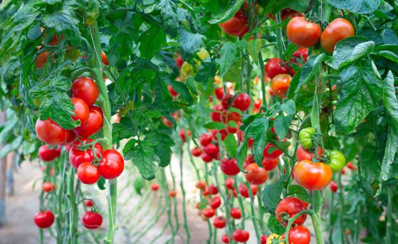 LD乐动体育西红柿苗期怎样控旺?哪些控旺方法比较好?(图3) LD乐动体育西红柿苗期怎样控旺?哪些控旺方法比较好?(图3)