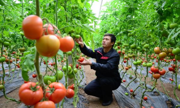 LD乐动体育西红柿苗期怎样控旺?哪些控旺方法比较好?(图4) LD乐动体育西红柿苗期怎样控旺?哪些控旺方法比较好?(图4)