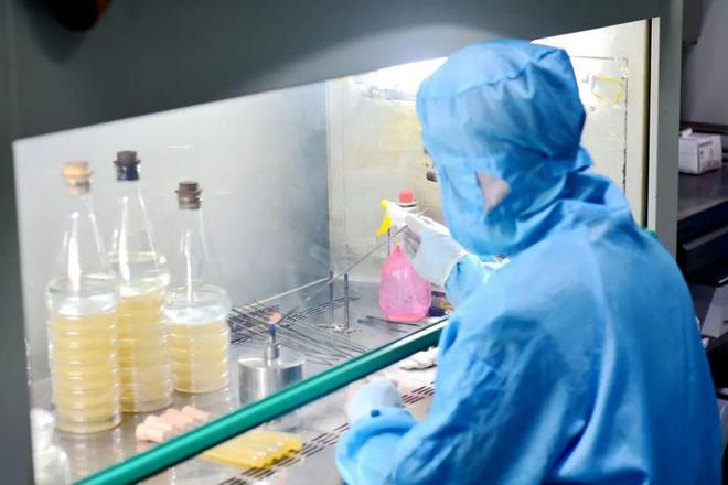 每批次可产金耳乐动体育 LD体育12吨！“菌中燕窝”在齐河实现工厂化养殖(图2)