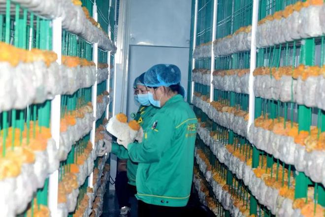 每批次可产金耳乐动体育 LD体育12吨！“菌中燕窝”在齐河实