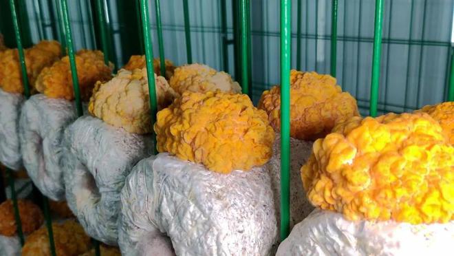 每批次可产金耳乐动体育 LD体育12吨！“菌中燕窝”在齐河实现工厂化养殖(图3)