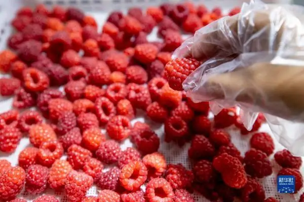 LD乐动 乐动体育宁夏欣荣村：小小红树莓 扶贫大产业