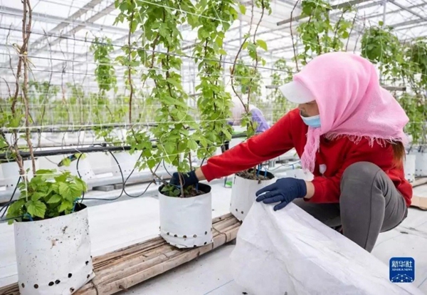 LD乐动 乐动体育宁夏欣荣村:小小红树莓 扶贫大产业(图2) LD乐动 乐动体育宁夏欣荣村:小小红树莓 扶贫大产业(图2)