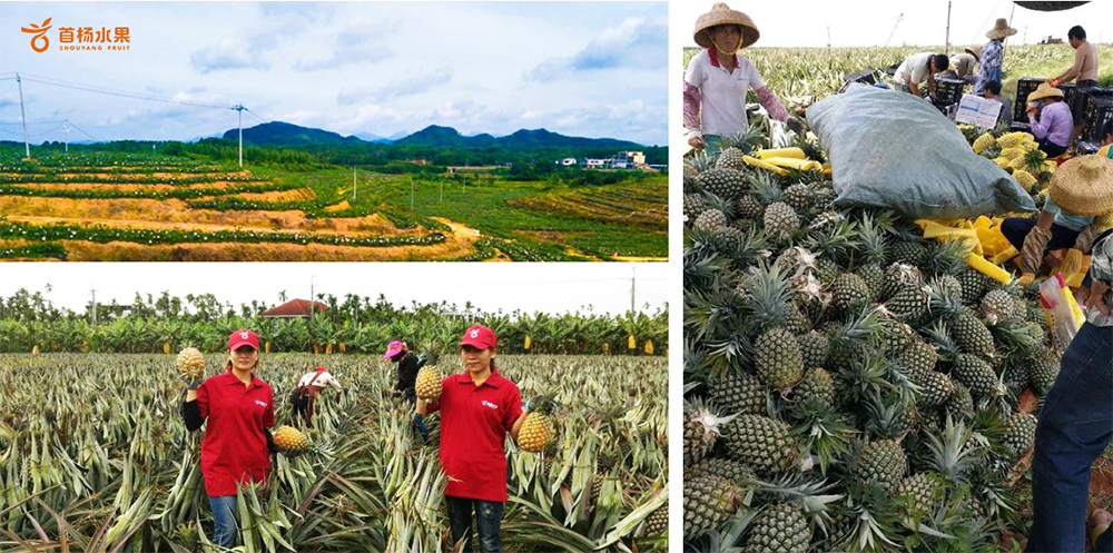 好水果在首杨备受关注的连锁品牌--首杨LD乐动体育水果(图2)