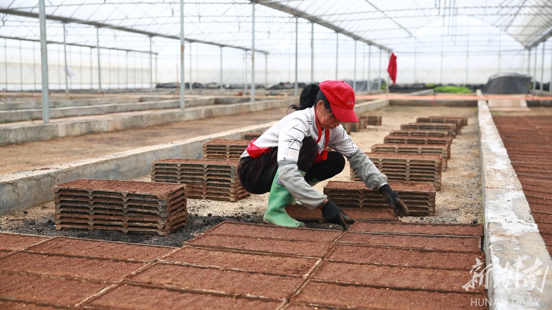 乐动体育桂阳县:烟叶大棚育早稻 节本增效助春耕(图2) 乐动体育桂阳县:烟叶大棚育早稻 节本增效助春耕(图2)