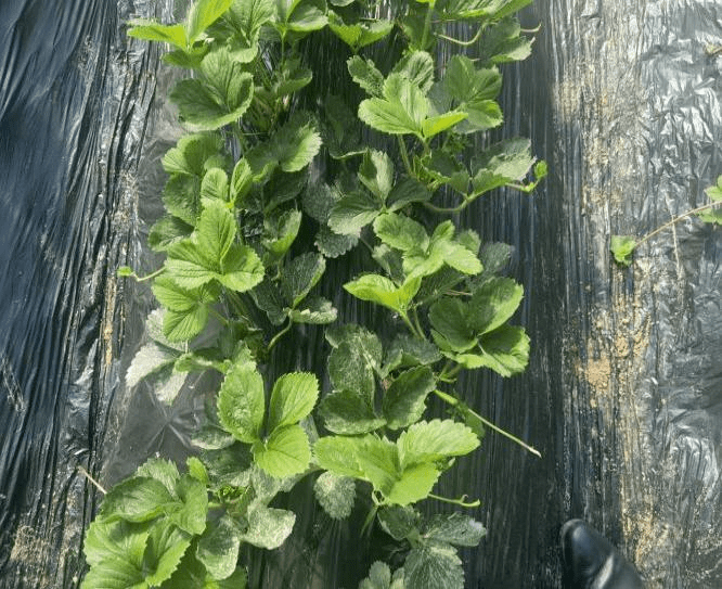 草莓 草莓花果期需防范乐动体育低温影响