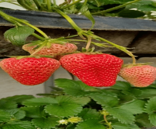 草莓 草莓花果期需防范乐动体育低温影响(图2) 草莓 草莓花果期需防范乐动体育低温影响(图2)