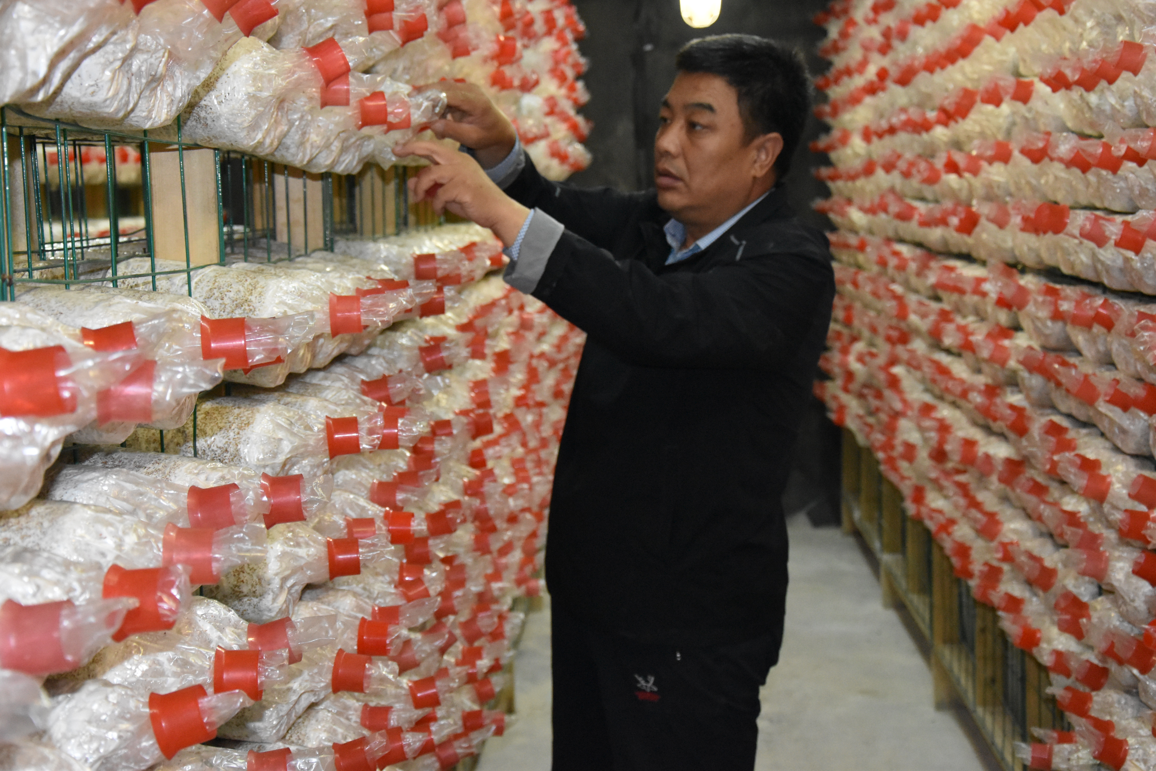 他在黄土高原“驯化”南方LD乐动体育菌菇15年(图2)