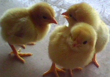 LD乐动体育三伏天育雏 随“鸡”应变