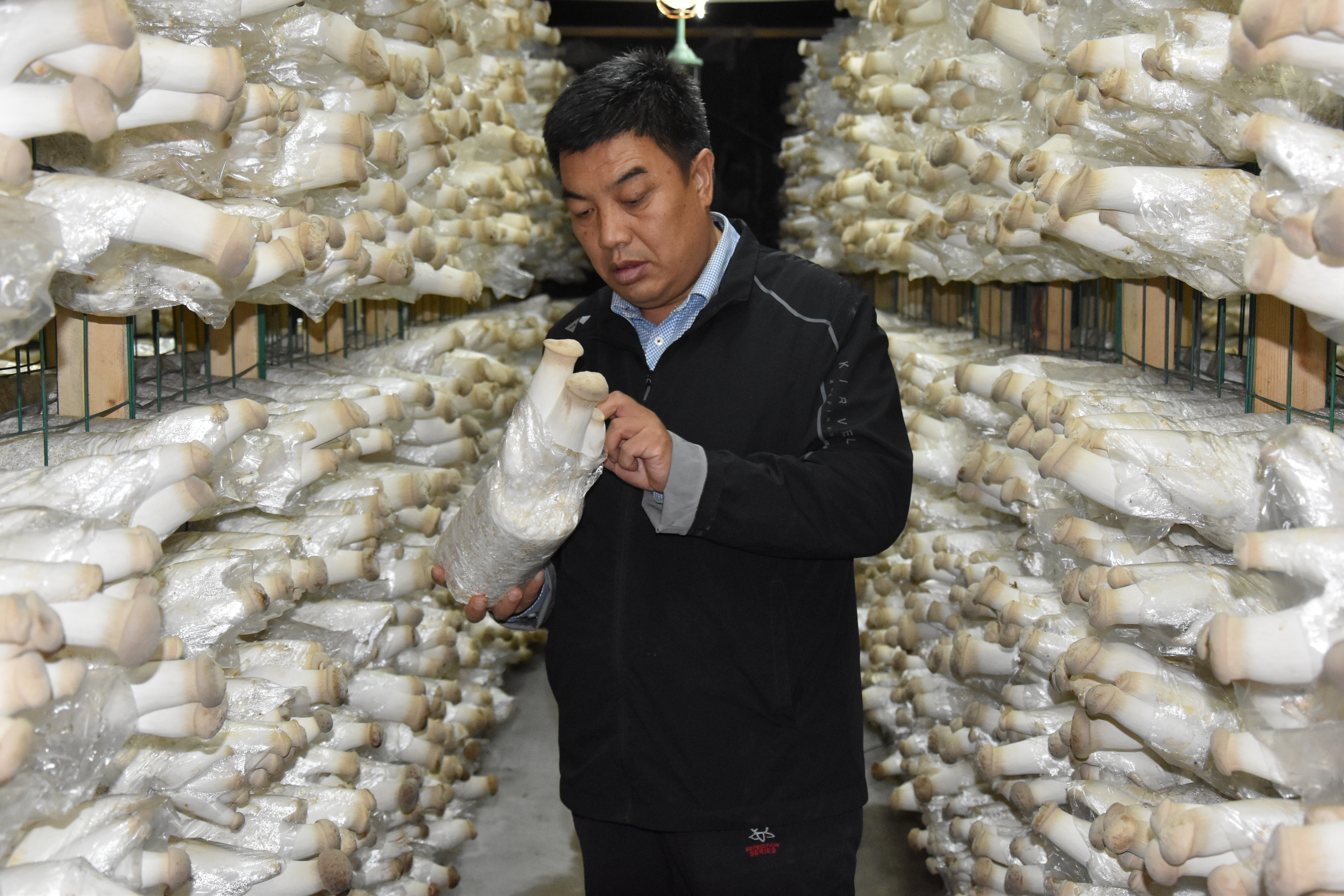 他在黄土高原“驯化”南方LD乐动体育菌菇15年