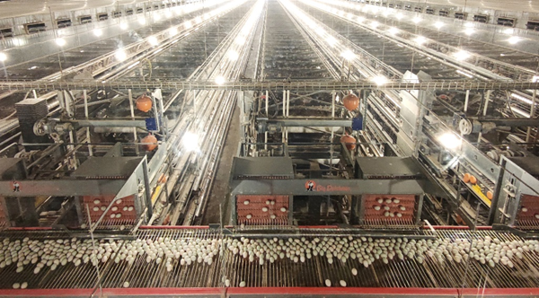 乐动体育数字赋能乡村振兴(图2)