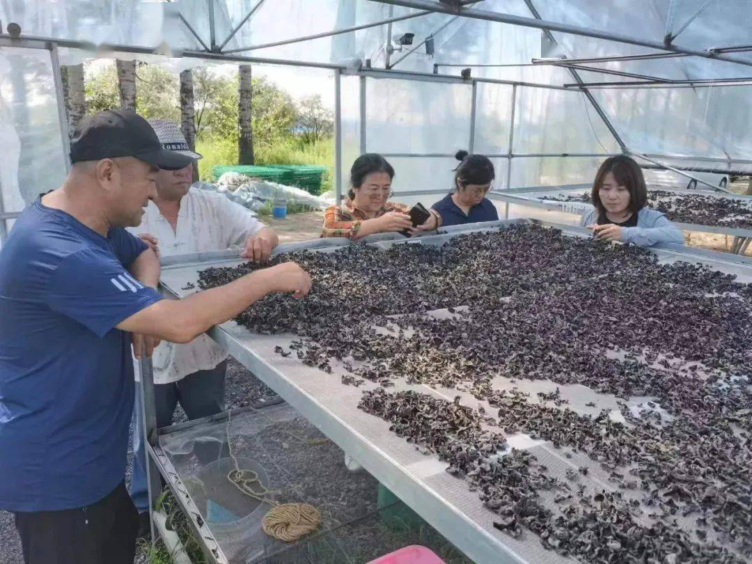 国家科技特派团食用菌产业专家组到乌鲁布铁镇调研指导食用菌产业
