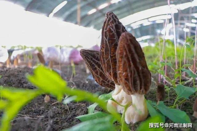 乐动体育国网鄢陵县供电公司“充足电”助力羊肚菌种植