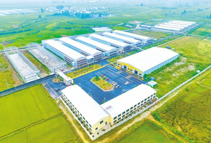 乐动体育襄阳设施农业步入发展快车道 鸡鸭“上楼” 鲟鱼“上岸