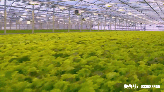 LD乐动 乐动体育建这样一个智能温室大概需要多少钱？