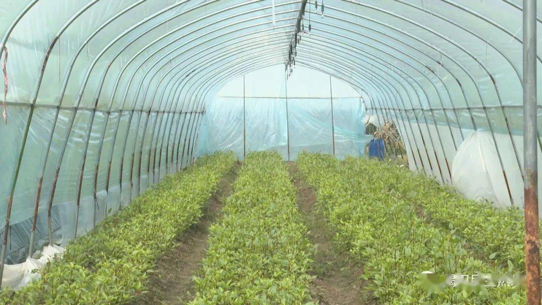 这LD乐动 乐动体育个“数字大棚”科技感拉满