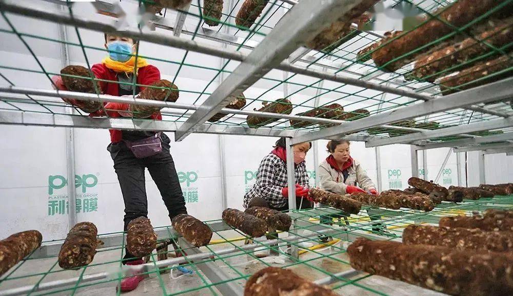 乐动体育乡村振兴张格庄实践：樱桃+蘑菇“链”起来(图2)