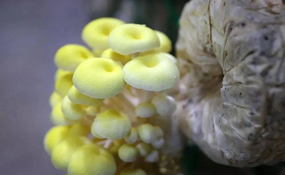 乐动体育乡村振兴张格庄实践：樱桃+蘑菇“链”起来(图5)