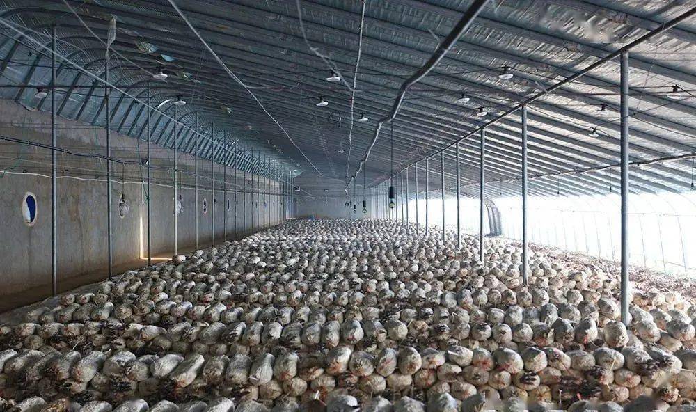 乐动体育乡村振兴张格庄实践：樱桃+蘑菇“链”起来(图4)