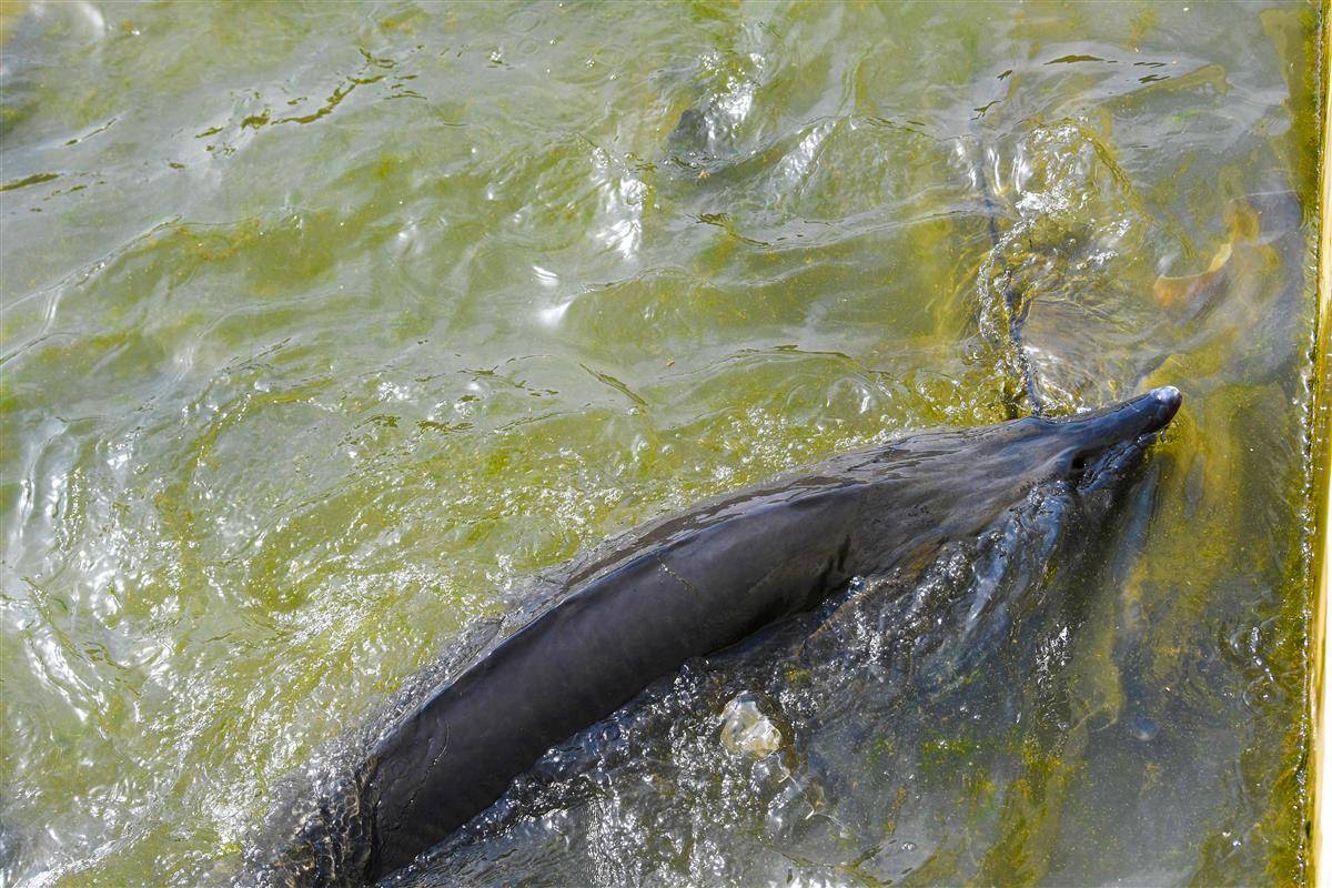乐动体育 LD体育深读 鸡鸭“上楼”鲟鱼“上岸”养殖业正经历大洗牌?(图7) 乐动体育 LD体育深读 鸡鸭“上楼”鲟鱼“上岸”养殖业正经历大洗牌?(图7)