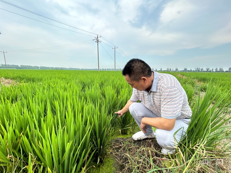 乡村振兴看安徽 怀远：科技进田 增产优产LD乐动体育有“底气