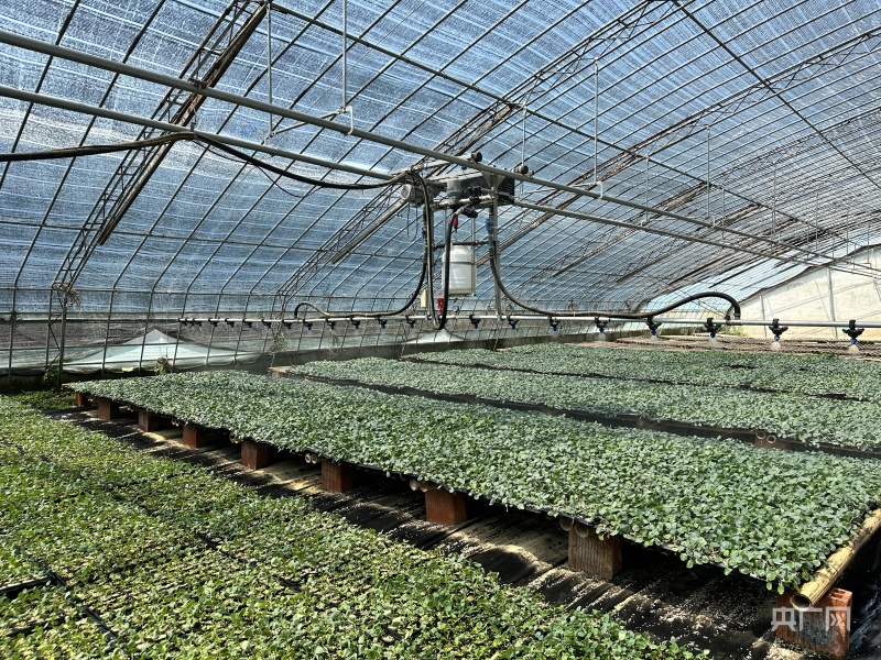 乡村振兴看安徽 怀远:科技进田 增产优产LD乐动体育有“底气”(图4) 乡村振兴看安徽 怀远:科技进田 增产优产LD乐动体育有“底气”(图4)