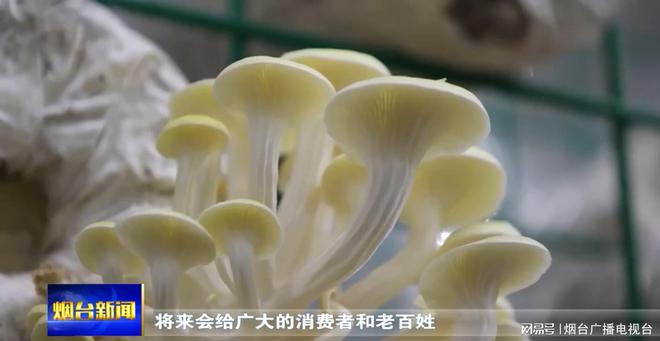 LD乐动 乐动体育福山区张格庄镇:“大樱桃+蘑菇” 产业“链”起来了(图2) LD乐动 乐动体育福山区张格庄镇:“大樱桃+蘑菇” 产业“链”起来了(图2)