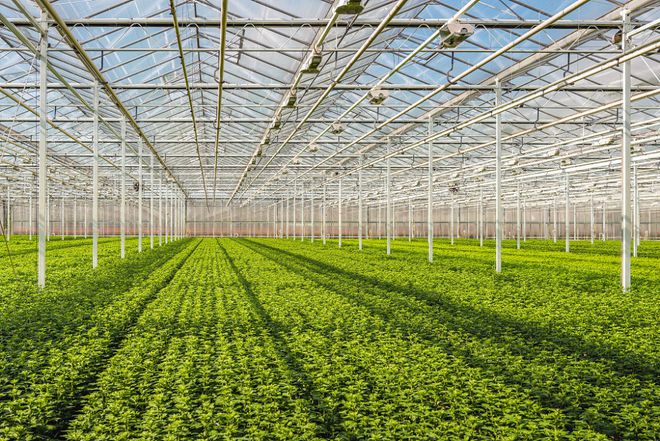 LD乐动体育一套智能化温室大棚到底要多少预算？看完你就明白了