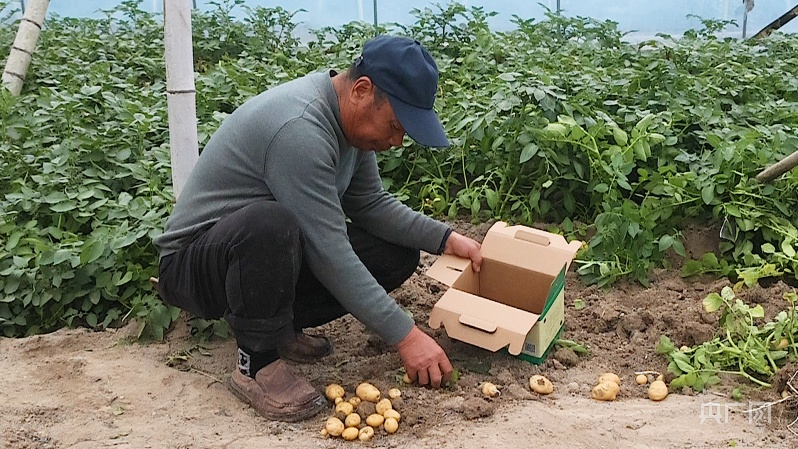 LD乐动体育【云遇中国·千里追耕】洋芋种在空气中 高科技助力