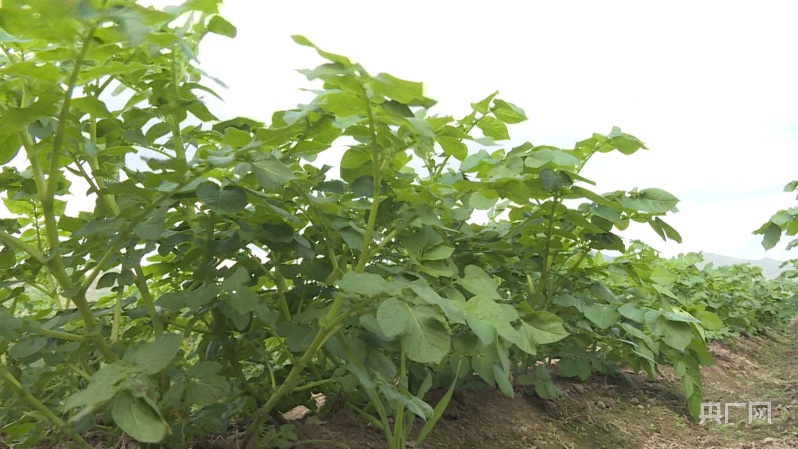 LD乐动体育【云遇中国·千里追耕】洋芋种在空气中 高科技助力乡村振兴(图2)