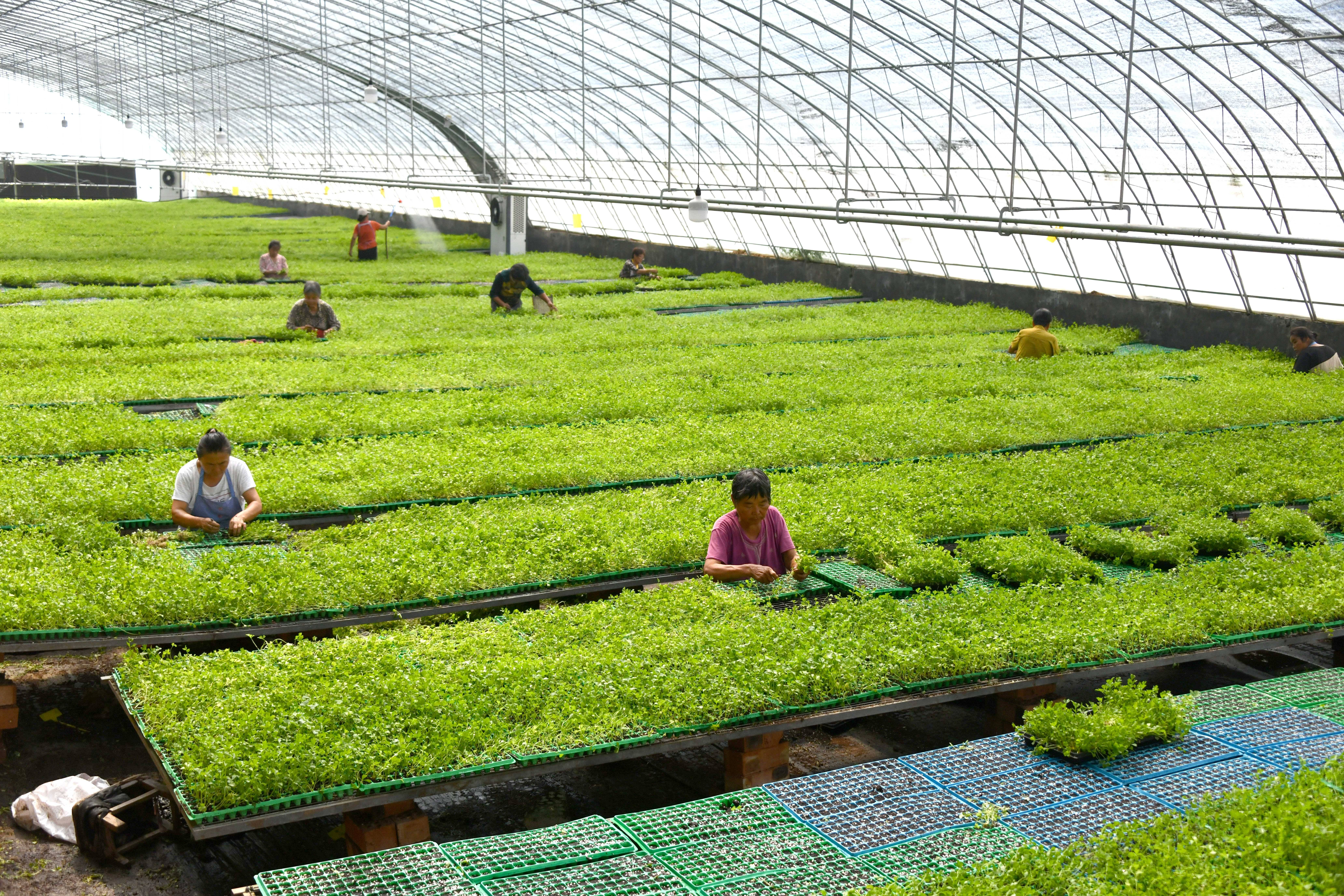 乐动体育经济）山东定陶：自动控温大棚里蔬菜育苗忙