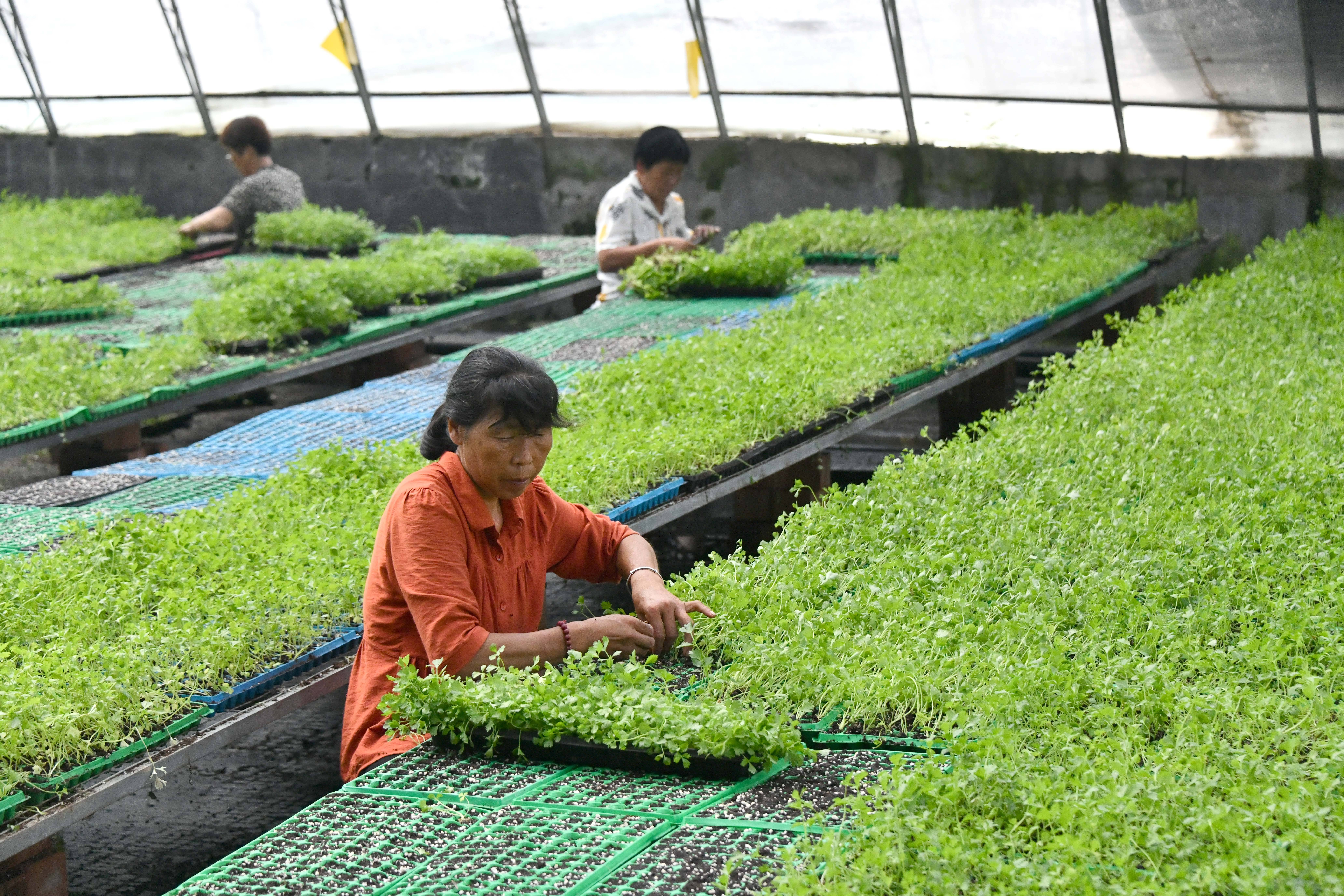 乐动体育经济）山东定陶：自动控温大棚里蔬菜育苗忙(图2)