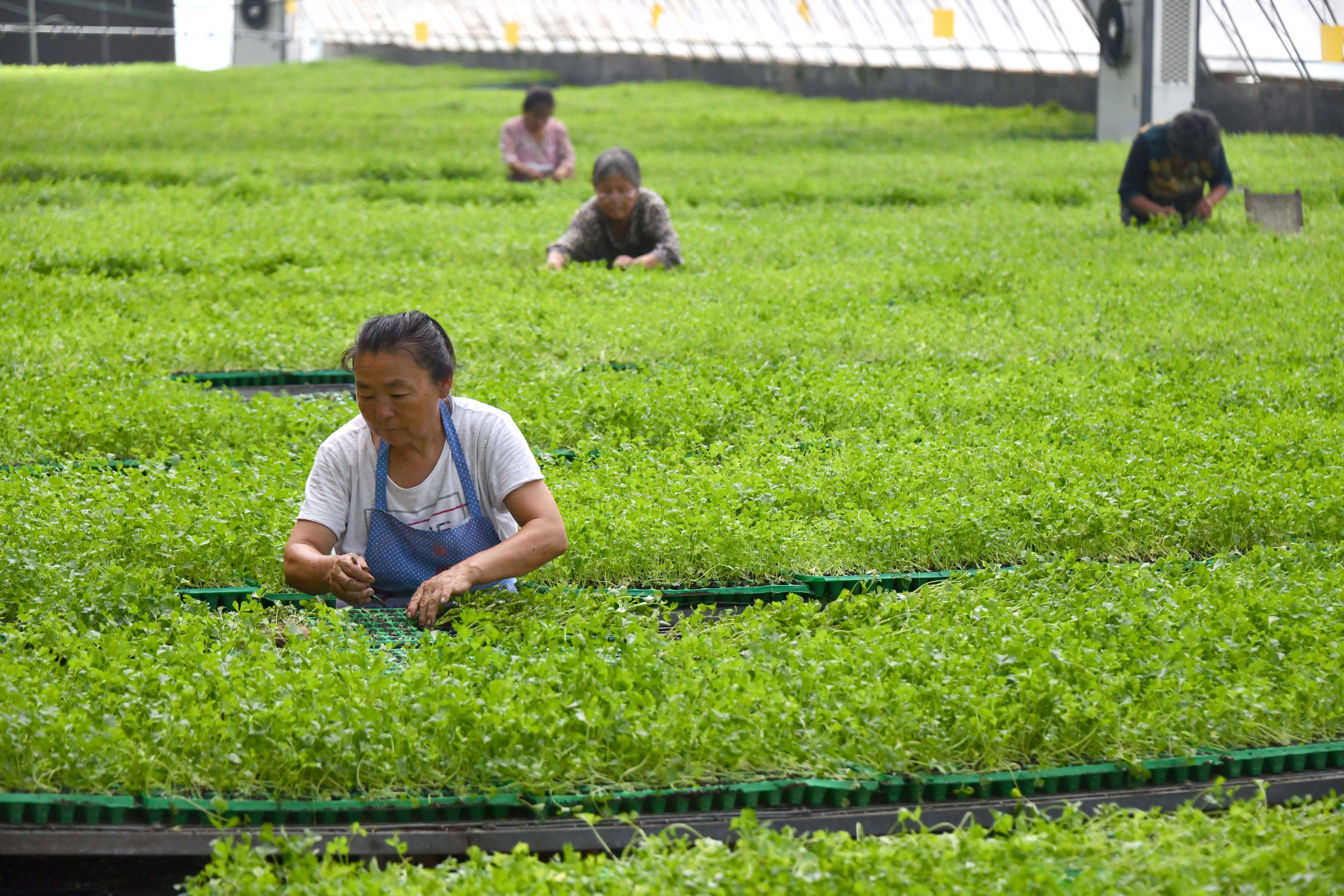 乐动体育经济）山东定陶：自动控温大棚里蔬菜育苗忙(图3)