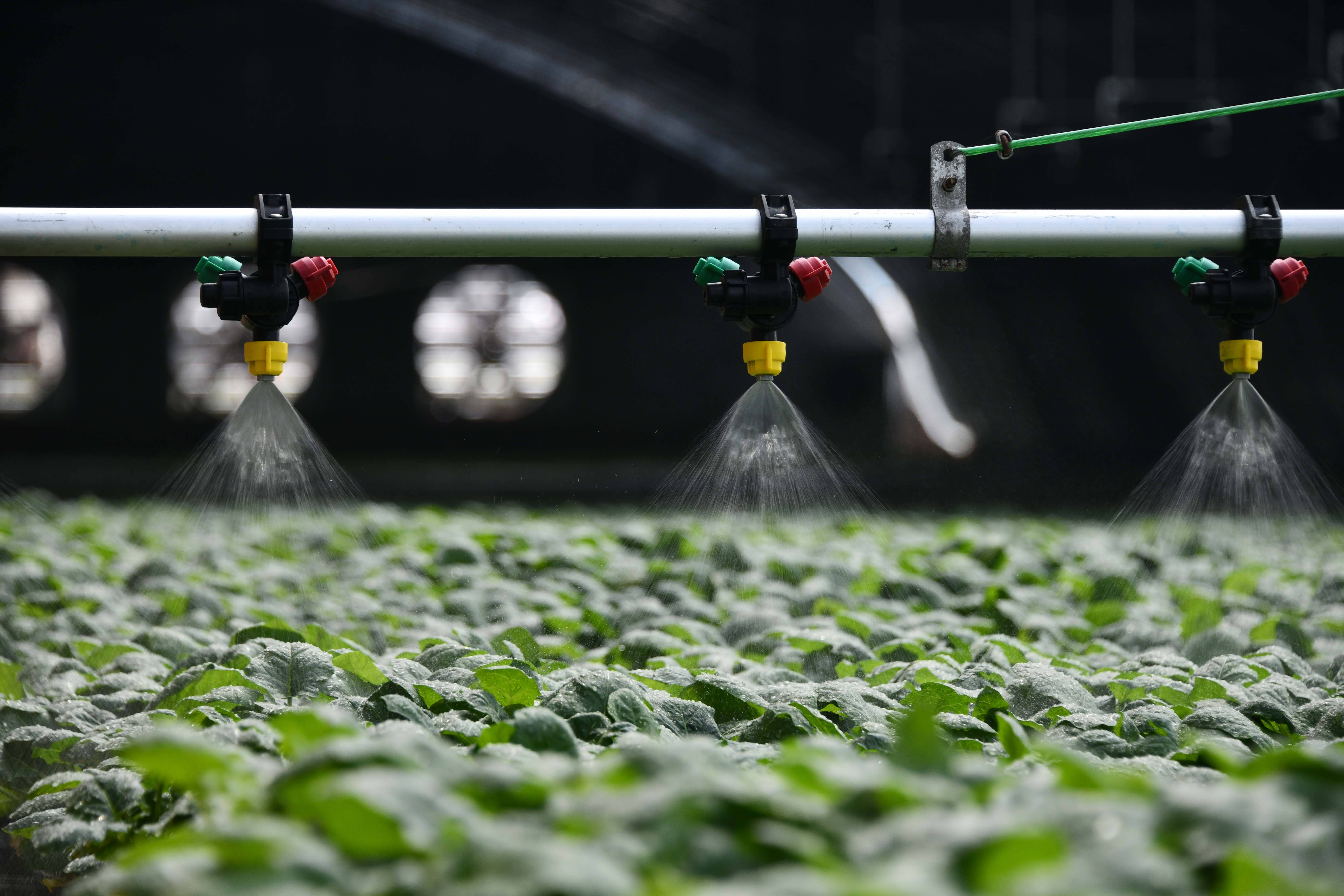 乐动体育经济）山东定陶：自动控温大棚里蔬菜育苗忙(图4)