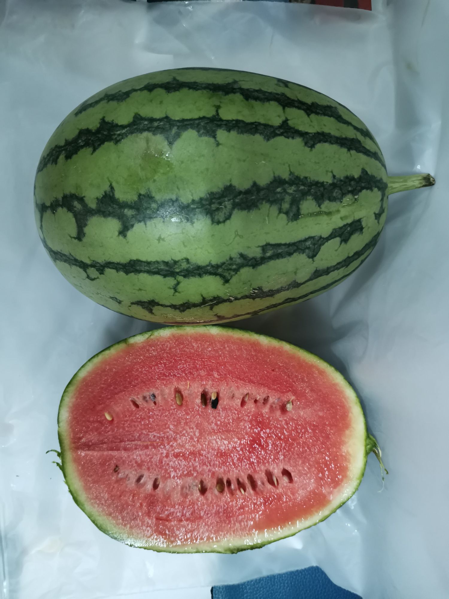 LD乐动体育三农科普冷凉地区小型西瓜育苗要点