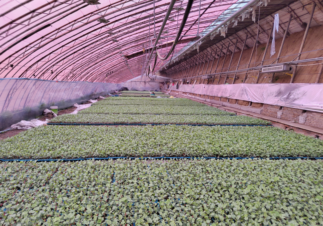 LD乐动体育三农科普冷凉地区小型西瓜育苗要点(图3)