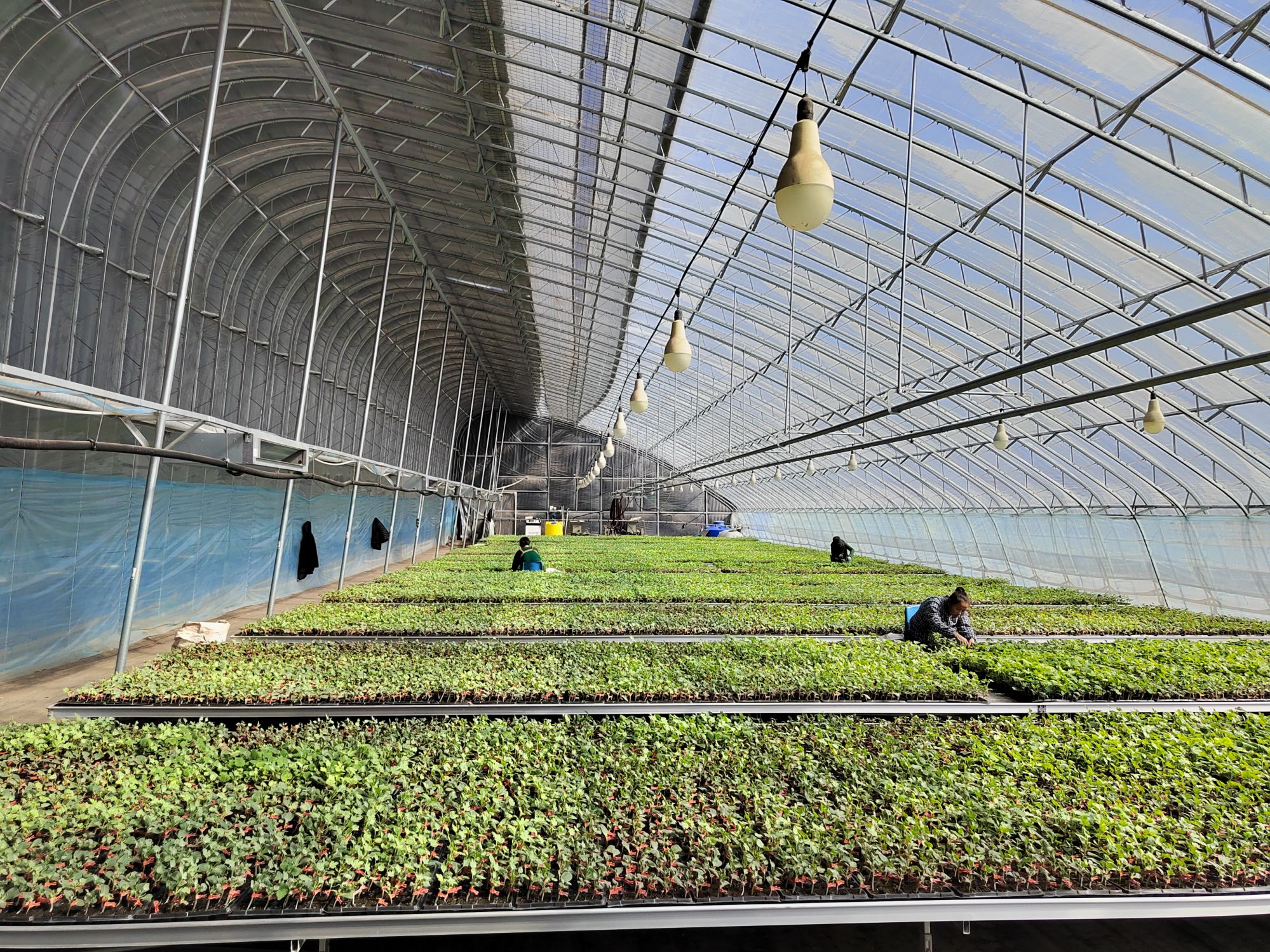 LD乐动体育三农科普冷凉地区小型西瓜育苗要点(图4)