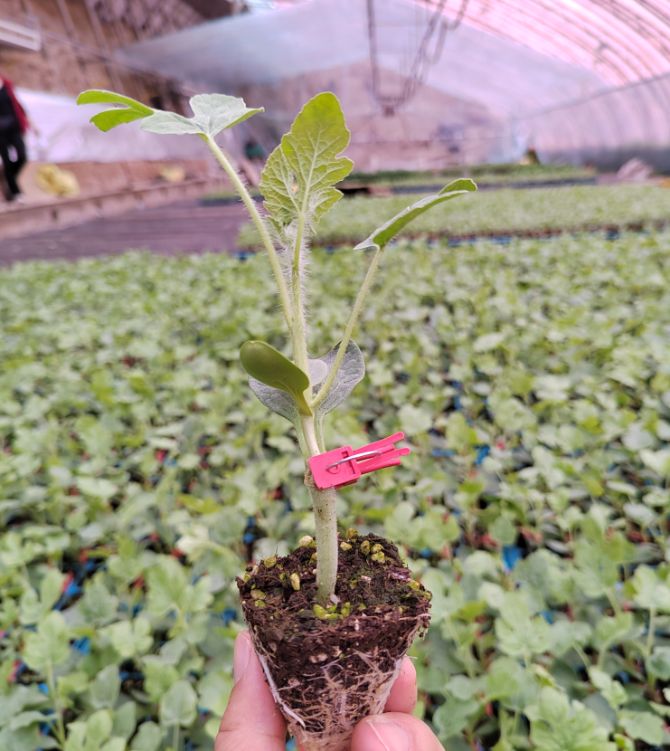 LD乐动体育三农科普冷凉地区小型西瓜育苗要点(图6)