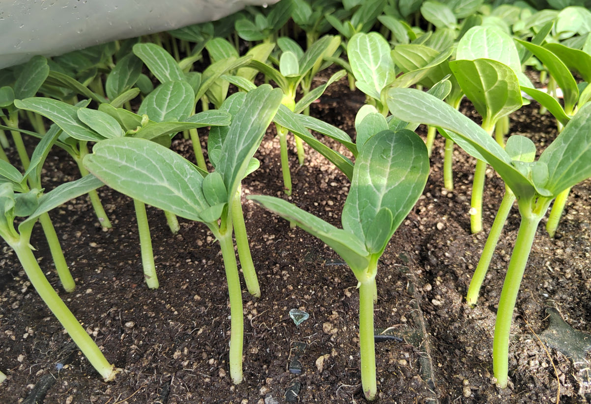 LD乐动体育三农科普冷凉地区小型西瓜育苗要点(图7)