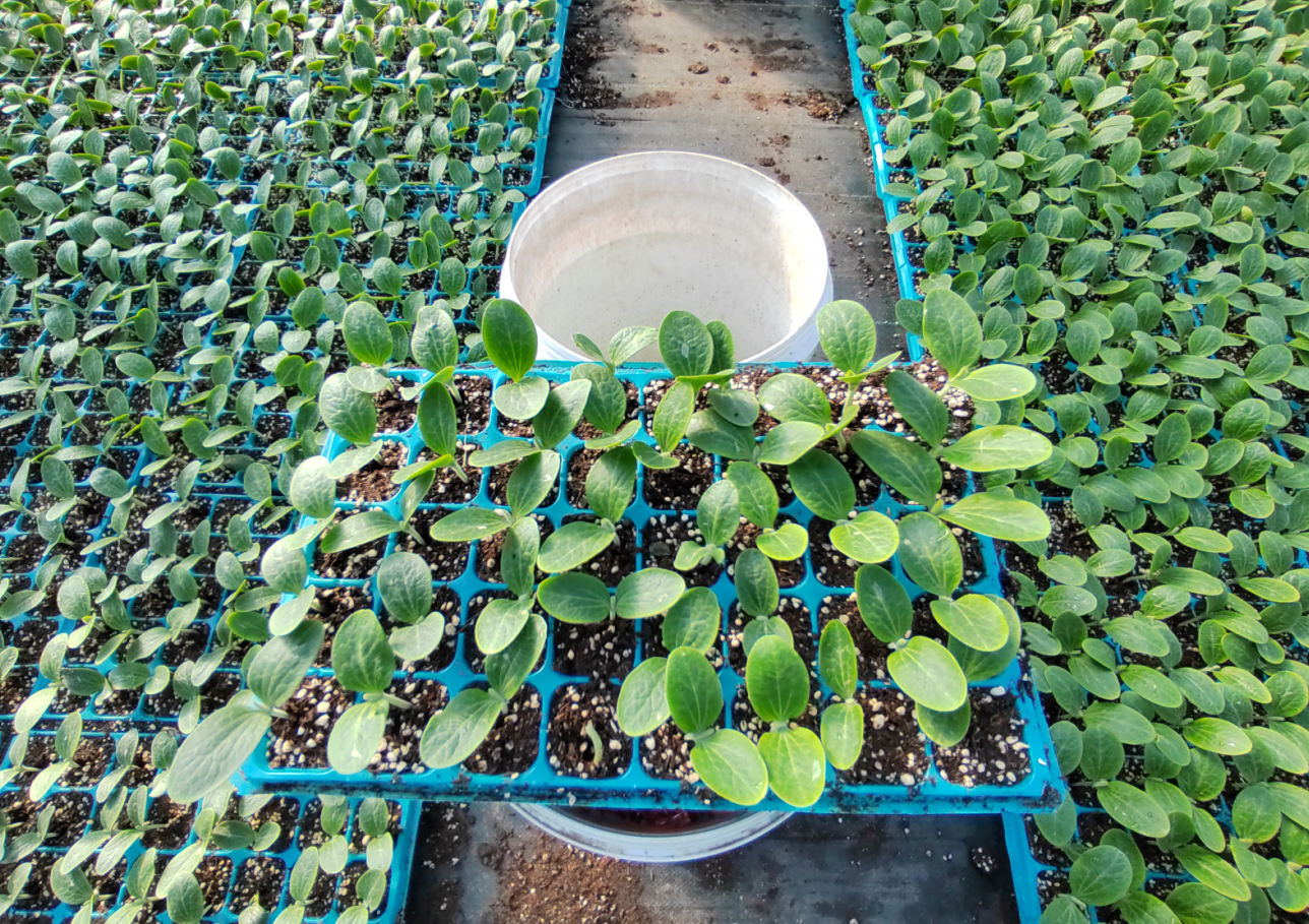 LD乐动体育三农科普冷凉地区小型西瓜育苗要点(图8)