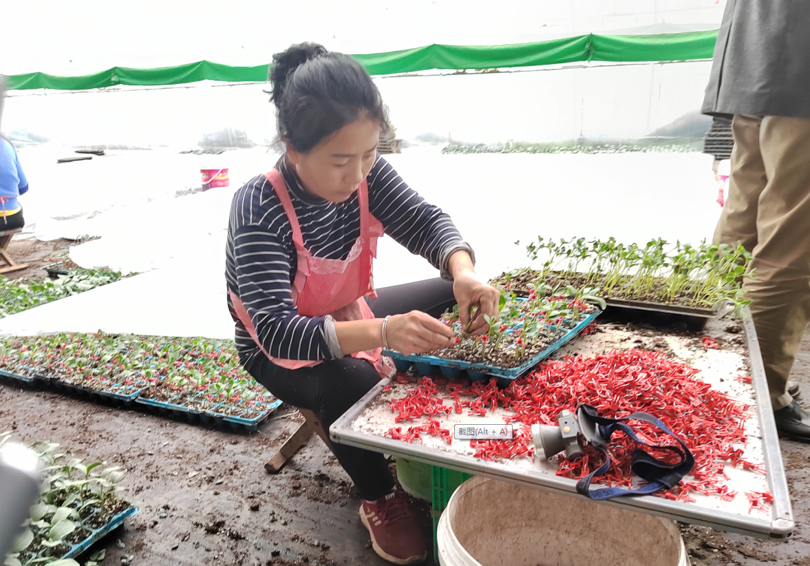 LD乐动体育三农科普冷凉地区小型西瓜育苗要点(图9)