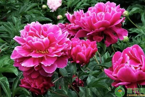 芍药怎么栽培？芍药花促成栽培管理技巧LD乐动 乐动体育