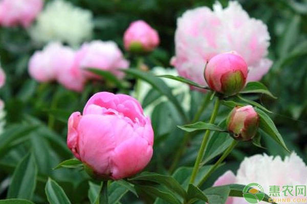 芍药怎么栽培？芍药花促成栽培管理技巧LD乐动 乐动体育(图2)