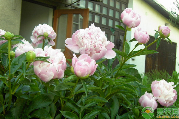 芍药怎么栽培？芍药花促成栽培管理技巧LD乐动 乐动体育(图3)