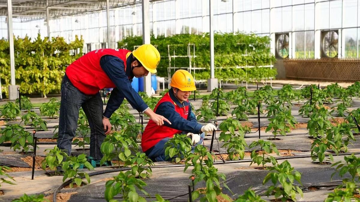 兰溪“零碳大棚乐动体育 LD体育”开启绿色农业新模式(图3)