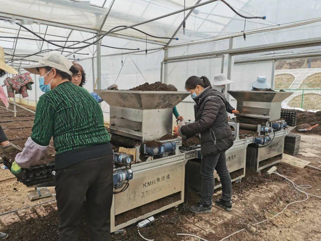 LD乐动体育大桥镇:春耕正当时 辣椒育苗忙(图3) LD乐动体育大桥镇:春耕正当时 辣椒育苗忙(图3)