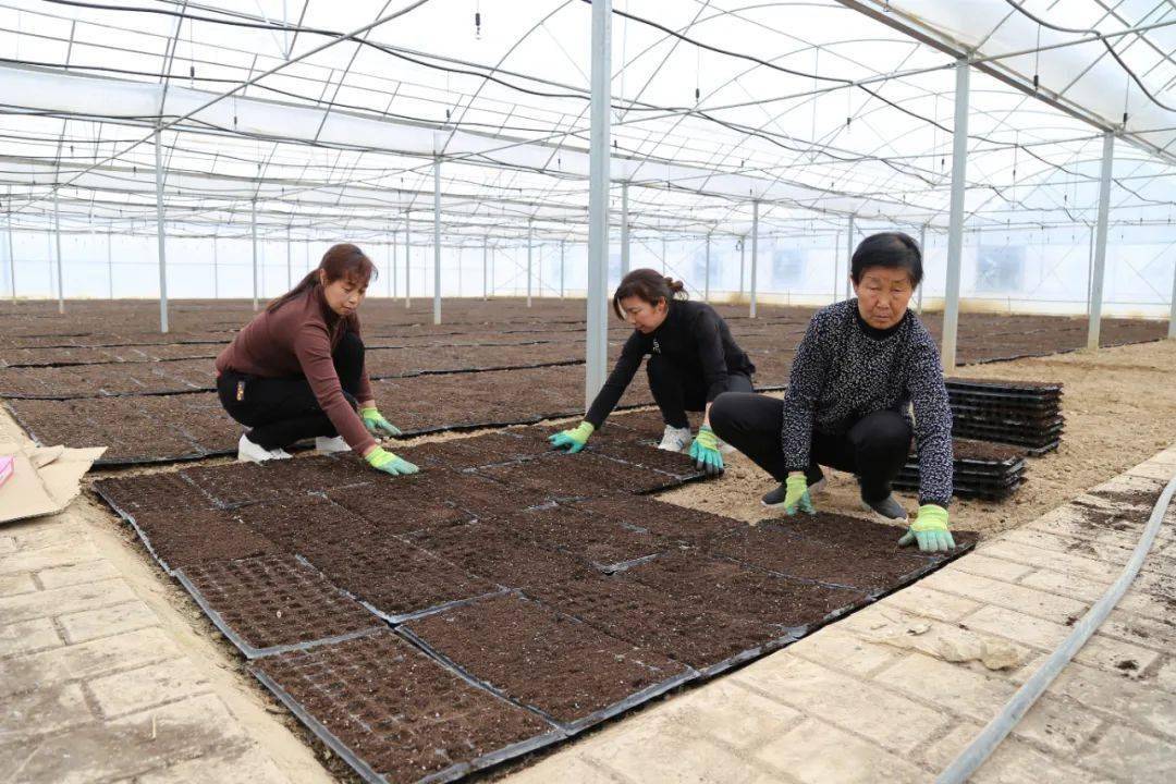 LD乐动体育大桥镇:春耕正当时 辣椒育苗忙(图2) LD乐动体育大桥镇:春耕正当时 辣椒育苗忙(图2)